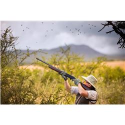 Argentina dove hunt in Cordoba for 3 hunters (3 days)