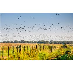 High volume dove hunt for 4 hunters in Cordoba, Argentina
