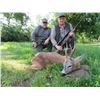 Image 1 : Roe deer hunt in Serbia for 1-2 hunters (5 days)