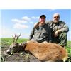 Image 2 : Roe deer hunt in Serbia for 1-2 hunters (5 days)
