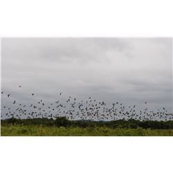 3 day/4 night high volume dove hunt for 6 hunters in Cordoba, Argentina