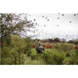 High volume dove hunt in Cordoba, Argentina for 4 hunters (2 days)