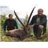 Image 2 : 4-day hunt for Alpine Ibex in Switzerland or Austria