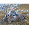 Image 3 : 4-day hunt for Alpine Ibex in Switzerland or Austria