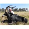 Image 1 : Sable bull hunt for one hunter in Limpopo Province, South Africa (5 days)