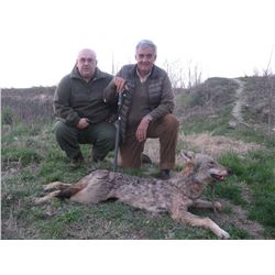 Wolf hunt in Skopje, Macedonia for 1-2 hunters (5 days)