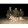 Image 4 : Wolf hunt in Skopje, Macedonia for 1-2 hunters (5 days)