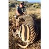 Image 8 : 7 - DAY MOUNTAIN ZEBRA HUNT FOR 1 HUNTER