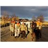 Image 2 : 2 - DAY PHEASANT HUNT FOR 2 HUNTERS AND 2 NON-HUNTERS ON PRIVATE RANCH IN MONTANA