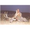 Image 13 : 2 - DAY GUIDES CHOICE MANAGEMENT HUNT FOR MULE DEER FOR 1 HUNTER & 1 NON-HUNTER