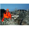 Image 15 : 2 - DAY GUIDES CHOICE MANAGEMENT HUNT FOR MULE DEER FOR 1 HUNTER & 1 NON-HUNTER