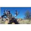 Image 7 : 5 - DAY COUES DEER HUNT IN SONORA, MEXICO FOR 1 HUNTER