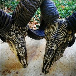 CARVED BIGHORN SHEEP SKULL