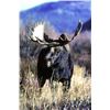 Image 8 : WYOMING GOVERNOR’S SHIRAS MOOSE LICENSE