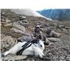 Image 8 : 7 - DAY MOUNTAIN GOAT HUNT FOR 1 HUNTER IN B.C.