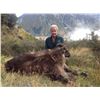 Image 11 : 5 - DAY BULL TAHR HUNT FOR 2 HUNTERS