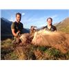 Image 12 : 5 - DAY BULL TAHR HUNT FOR 2 HUNTERS