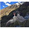 Image 2 : 5 - DAY BULL TAHR HUNT FOR 2 HUNTERS