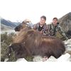 Image 7 : 5 - DAY BULL TAHR HUNT FOR 2 HUNTERS