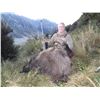 Image 8 : 5 - DAY BULL TAHR HUNT FOR 2 HUNTERS