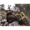 Image 2 : 4 - DAY ALPINE CHAMOIS HUNT IN SLOVENIA FOR 1 HUNTER AND 1 NON-HUNTER