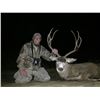 Image 3 : 5 - DAY MULE DEER HUNT IN NEW MEXICO FOR 1 HUNTER