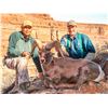 Image 4 : NAVAJO NATION DESERT BIGHORN PERMIT