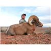 Image 5 : NAVAJO NATION DESERT BIGHORN PERMIT
