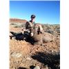 Image 7 : NAVAJO NATION DESERT BIGHORN PERMIT