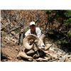 Image 11 : TAOS PUEBLO ROCKY MOUNTAIN BIGHORN SHEEP PERMIT- MOUNTAIN HUNTq