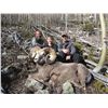 Image 15 : TAOS PUEBLO ROCKY MOUNTAIN BIGHORN SHEEP PERMIT- MOUNTAIN HUNTq