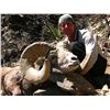 Image 16 : TAOS PUEBLO ROCKY MOUNTAIN BIGHORN SHEEP PERMIT- MOUNTAIN HUNTq
