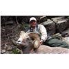 Image 9 : TAOS PUEBLO ROCKY MOUNTAIN BIGHORN SHEEP PERMIT- MOUNTAIN HUNTq