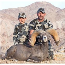 CALIFORNIA DESERT BIGHORN SHEEP