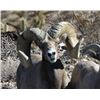 Image 2 : CALIFORNIA DESERT BIGHORN SHEEP