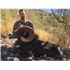 Image 8 : SONORA DESERT SHEEP PERMIT