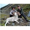 Image 2 : 10 - DAY DALL’S SHEEP/ARCTIC GRIZZLY/BARREN GROUND/CARIBOU/WOLF HUNT FOR 1 HUNTER IN ALASKA’S ARCTIC