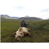 Image 6 : 10 - DAY DALL’S SHEEP/ARCTIC GRIZZLY/BARREN GROUND/CARIBOU/WOLF HUNT FOR 1 HUNTER IN ALASKA’S ARCTIC