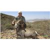 Image 24 : CARMEN ISLAND, MEXICO, DESERT BIGHORN SHEEP PERMIT