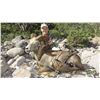 Image 8 : CARMEN ISLAND, MEXICO, DESERT BIGHORN SHEEP PERMIT