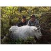 Image 8 : 7 - DAY MOUNTAIN GOAT HUNT FOR 1 HUNTER