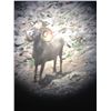 Image 8 : NEW MEXICO DESERT BIGHORN SHEEP PERMIT