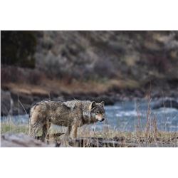 BC GRAY WOLF PELT