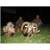 Image 6 : 7 - DAY MOUFLON HUNT IN MACEDONIA FOR 1 HUNTER AND 1 NON-HUNTER