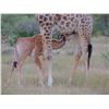 Image 2 : 5-DAY/5 NIGHT EXCLUSIVE "BIG 5" PHOTO SAFARI FOR 2 PEOPLE WITH LUXURY LODGING