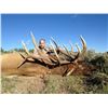 Image 1 : 2018 Utah Mt Dutton Multi Season Elk Conservation Permit