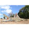 Image 1 : 3-Day 1x1 guided Crocodile Hunt for one (1) experienced hunter