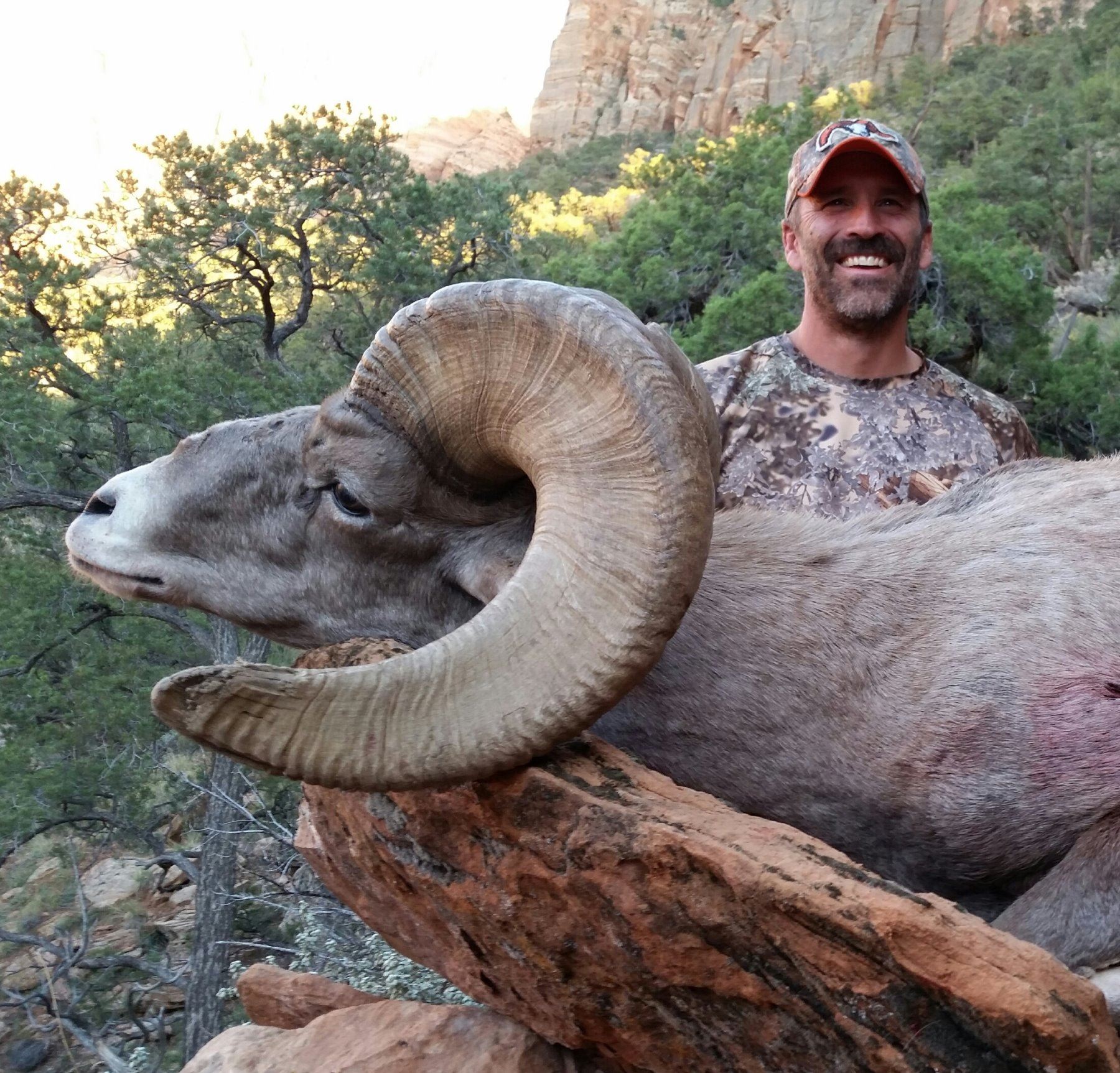 2018 Utah Zion Late Desert Bighorn Sheep Conservation Permit