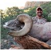 Image 1 : 2018 Utah Zion Late Desert Bighorn Sheep Conservation Permit