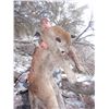 Image 1 : 2018 Utah Statewide Cougar Conservation Permit